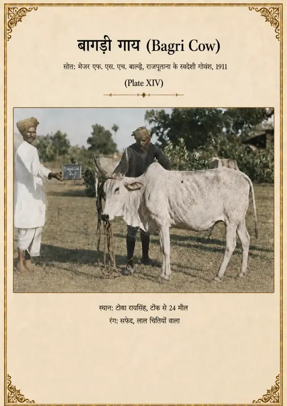 बागरी गाय
