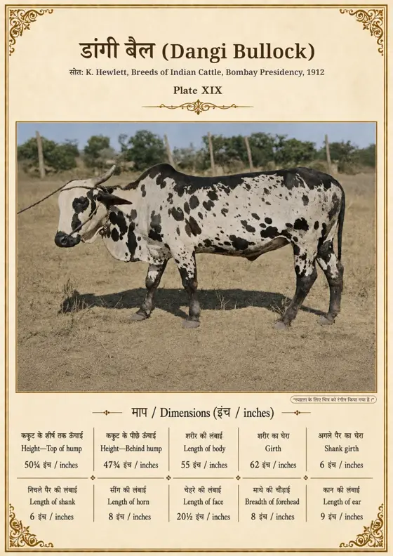 डांगी बैल