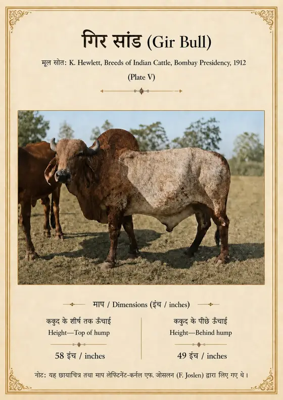 गिर सांड