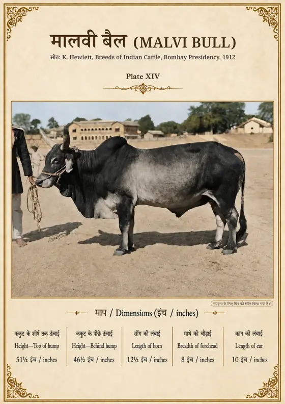 मालवी सांड