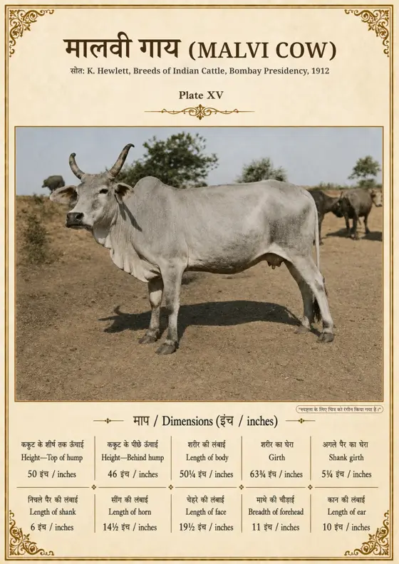 मालवी गाय