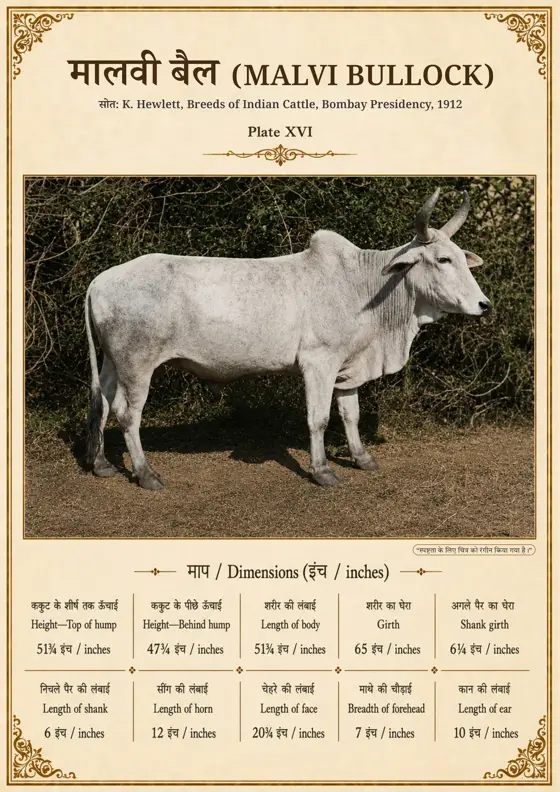 मालवी बैल