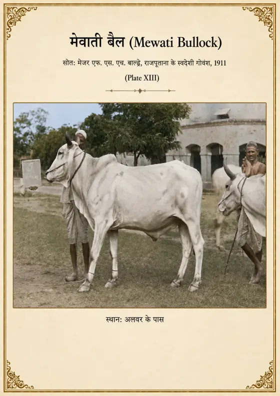 मेवाती बैल