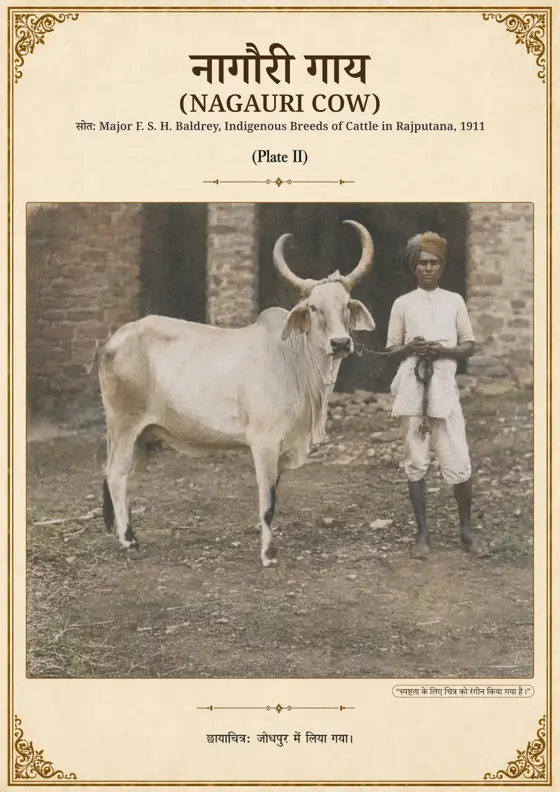 नागौरी गाय