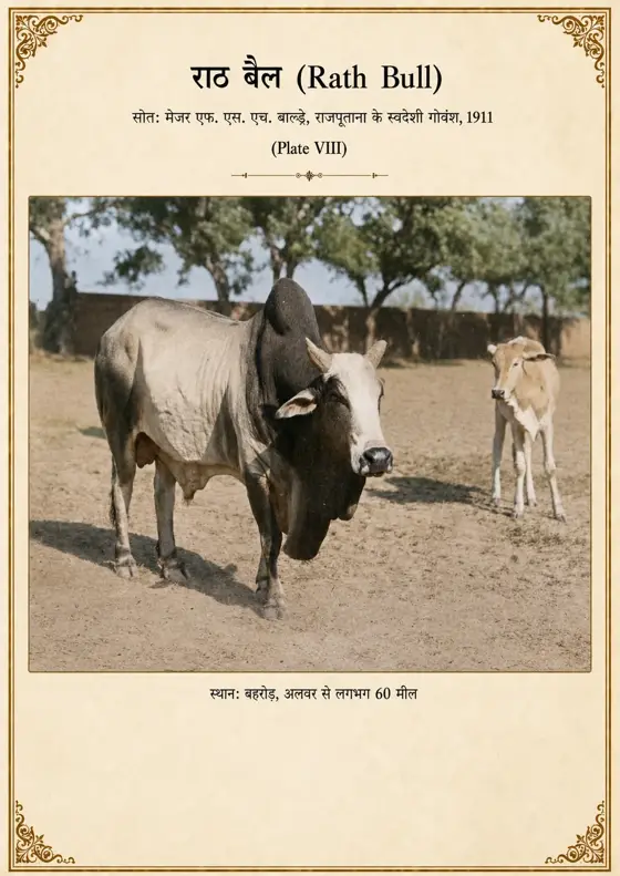 राठ सांड