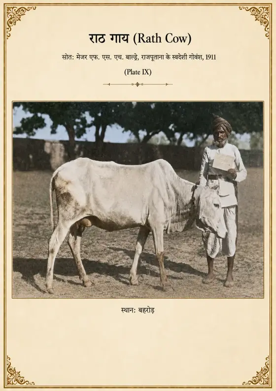 राठ गाय